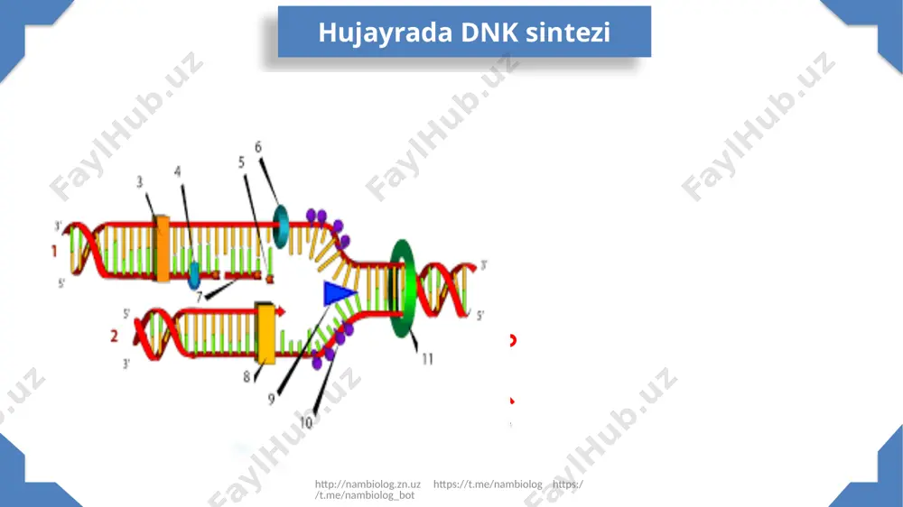 a s t a s g t g a s t a s g http://nambiolog.zn.uz https://t.me/nambiolog https://t.me/nambiolog_bot dnk dagi barcha nukleotidlar oqsil sintezida qatnashmaydi gen gen gen gen gen gen gen gen gen gen gen gen gen gen gen gen gen gen gen gen gen gen gen gen gen gen gen gen gen gen gen gen gen gen gen gen gen gen gen gen gen gen gen gen gen gen gen gen gen gen gen gen gen gen gen gen gen gen gen gen gen gen gen gen gen gen gen gen gen gen gen gen gen ekzon intron ushbu jarayonni splaysing deb nomlanadi http://nambiolog.zn.uz https://t.me/nambiolog https://t.me/nambiolog_bot a t g s u t s g a s g a to’g’ri transkripsiya i-rnk dnk yadro http://nambiolog.zn.uz https://t.me/nambiolog https://t.me/nambiolog_bot a t g s u t s g a s g a to’g’ri transkripsiya i-rnk dnk (10+10) 10% 30% 40% 20% 10% 15% …