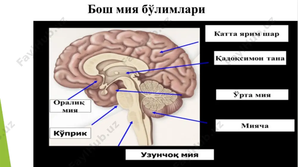 физиология кафедраси - Page 3