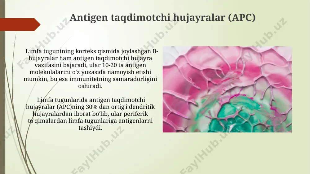 ng mumbay shahridagi tadqiqotchilar tomonidan mashina o'rganish algoritmlari qo'llanilmoqda. limfa tugunining retikulyar to'qimasini tadqiq qilishda 3d mikroskopiya va keng tarqalgan immunogistokimyo usullari bilan birga, 2023-yilda aqshning boston shahridagi olimlar tomonidan yangi 3d bioprinting texnologiyalari qo'llanilmoqda. limfa tugunining retikulyar to'qimasining rivojlanishi limfa tugunining retikulyar to'qimasining to'liq differensiatsiyasi tug'ilishdan keyingi 2 yil ichida yakunlanadi, bu davrda t-hujayralar va b-hujayralar kabi immun hujayralar soni 3-4 marta ortadi. retikulyar to'qimaning shakllanishiga 6-xil turdagi stromal hujayralar, jumladan, fibroblastik retikulyar hujayralar va limfoid progenitor hujayralarining o'zaro ta'siri orqali 12-haftalik embrion rivojlanish davrida yakunlanadi. limfotsitlarning joylashuvi va migratsiyasi limfotsitlarning 70% ga yaqini limfa tugunining korteks zonasida, follikullar va parafollikullar hududlarida joylashgan bo'lib, t- va b-limfotsitlarning o'zaro ta'sirini ta'minlaydi. limfa tugunining medulla zonasida joylashgan limfotsitlar, asosan, plazma hujayralari va xotira b-hujayralari bo'lib, ularning 20-30% ni tashkil etadi va antitellar ishlab chiqarishda muhim rol o'ynaydi. retikulyar tolalar va ularning tarkibi limfa tugunining retikulyar tolalari asosan iii turdagi kollagen va …