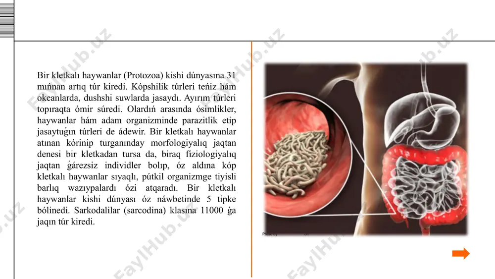 sın tabıw múmkin. bul figura birqansha iri bolip, kesesine ólshemi 40 mkm keledi. jalǵan ayaqları qısqa bolip, ózi bolsa birqansha hárekecheń boladı. citoplazmada kóbinese eritrocitlerdi tabiw múmkin. sonıń ushın ol eritrofag yamasa gematofag (qan menen azıqlanıwshı) degen at alǵan. dizenteriya amyobası adamnıń basqa aǵzalarına (bawırǵa, ókpege) de jaylasıwı múmkin. egerde amyobanıń toqima forması payda etken jara qan tamırına tuwrı kelip qalsa, ol qan arqalı tuwrı bawırǵa baradı hám bawır abscessine sebep boladı. ókpeniń jaraqatlanıwı bolsa bawır abscessiniń ókpege diafragma arqalı ótiwinen kelip shıǵadı shıǵadı. amyobiaz keselliginiń belgileri tiykarınan qarın awırıwı, ishteydiń joǵalıwı, iriń hám qan aralas ish ótiwinen anıqlanadı. diareya amyobası menen awırǵan adam bir sutkada 300 millionǵa shekem cista shıǵarıwı múmkin. kesellikke diagnoz qoyıw ushın nawqastıń dáreti konservantqa jıynaladı hám tekseriledi.konservant quramı a.a.turdiev tárepinen usınıs yetilgen (1971). adamda 4-yadrolı cistalar hám eritrofag tabılıwı oǵan amyobiaz juqqanlıǵınan derek beredi. ish awırıw amyobası jer júzinde keń tarqalǵan. túrli geografiyalıq sharayatlarda adamlardıń …