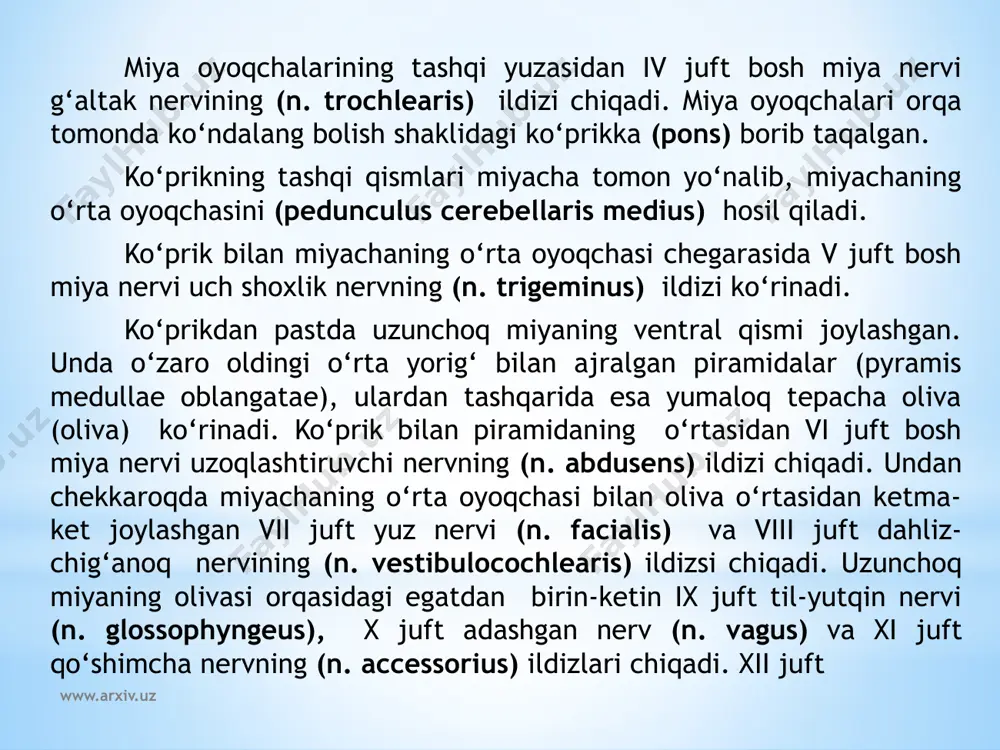 osti nervi ildizi chiqadi. uzunchoq miyaning dorsal yuzasida orqa o‘rta egatni (sulcus mediana posterior) yon tomonlarida o‘zaro oraliq egat bilan bo‘lingan orqa miyaning nozik va ponasimon dastalari kengayib bo‘rtiqlar hosil qiladi. nozik dasta bo‘rtig‘i (tuberculum gracile) ichki, ponasimon dasta bo‘rtig‘i (tuberculum cuneatum) tashqi tomonda joylashadi. orqa yon egatdan (sulcus posterolateralis) ix, x, xi juft bosh miya nervlarining ildizi chiqadi. yon tizimchaning dorsal qismi ponasimon va nozik dastalardan chiqayotgan tolalar bilan qo‘shilib miyachaning pastki oyoqchasini (pedunculus cerebellaris inferior) hosil qiladi. www.arxiv.uz uzunchoq miya kesmasida (123-rasm) u oq va kulrang moddalar to‘plamidan iborat bo‘ladi. kulrang moddada muvozanat va harakatni muvofiqlashtirish, modda almashinuvi boshqaruvga aloqador bo‘lgan kulrang o‘zaklar joylashgan. 1.yon tomonda joylashgan o‘ng va chap pastki oliva o‘zaklari (nuclei olivaris inferiores) miyachaning tishli o‘zagi bilan bog‘langan bo‘lib, odamda muvozanatni boshqaruvchi oraliq o‘zak hisoblanadi. 2.to‘r formatsiya (formatio retecularis) bir- biri bilan chalkashib to‘r hosil qilgan nerv tolalari va ular o‘rtasida yotgan nerv o‘zaklaridan iborat. …