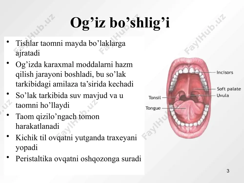 odam hazm qilish tizimi - Page 3