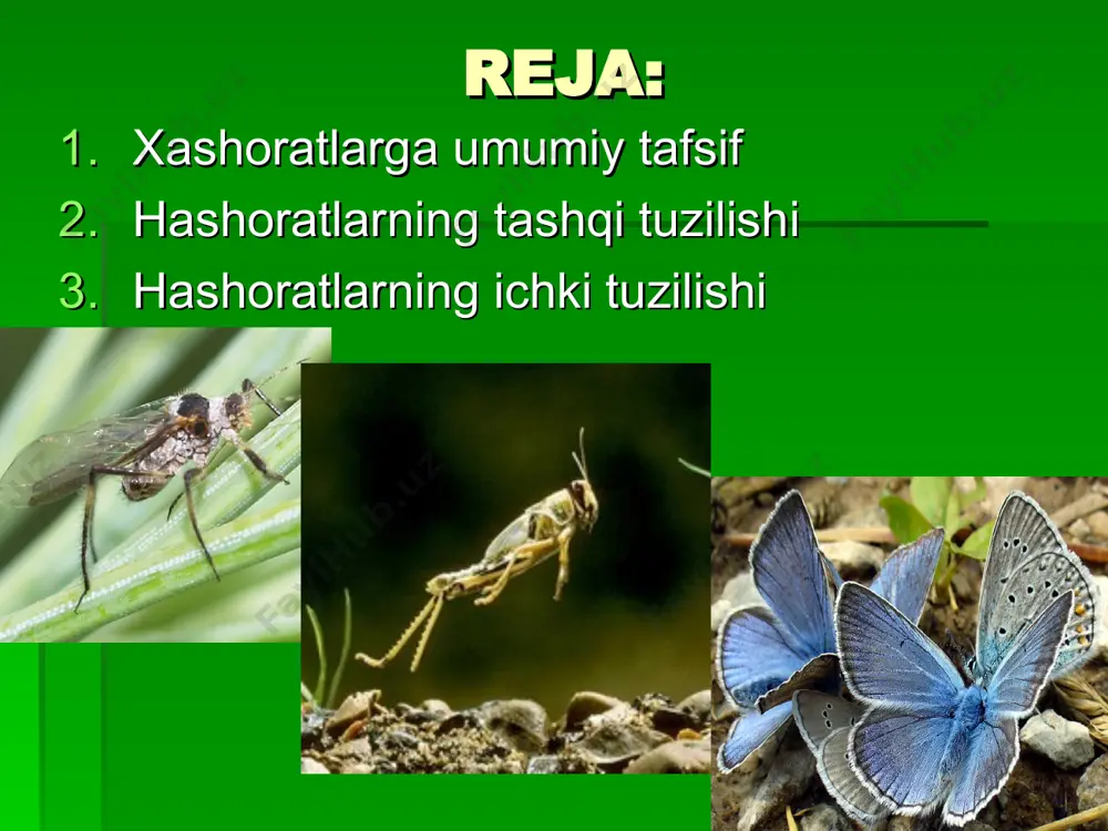 bo’limi hasharotlarning ko’kragi old, o’rta va orqa ko’krak deb ataladigan 3 ta bo’g’imdan tuzilgan. har bir ko’krak bo’g’imi 4 ta xitin qoplag’ich – skleritdan iborat. skleritlar- ning nomi orqa skleriti- tergit qorin skleriti- sternit ikkita yon skleritlari- plevrit. oyoq segmentlari oyoqlari toscha, ko’st son, boldir va panjalardan iborat. toscha qisqa va asosiy bo’g’im hisoblanib, oyoq uning yordamida ko’krak pleyritiga harakatchan holda birikadi, toschaning ko’krak bilan boog’lanadigan joyida toscha chuqurchasi mavjud. ko’st kichkina bo’g’im bo’lib, toscha bilan harakatchan, son bilan esa kam harakatchan birikkan. toscha va ko’st oyoqning harakatchan bo’lishini ta’minlaydi. oyoqning eng kuchli va eng yirik qismi sondir. boldir uzunligi ihatidan songa o’xshaydi, ammo unga qaraganda ingichkaroq, ko’incha tikanlar bilan, yuqoiroq qismida esa pixchalar bilan ta’minlangan bo’ladi. panjasi oyoqning ohirgi qismini tashkil qiladi va oldingi qismilaridan farq qilib, ko’pincha bo’g’imlarga bo’lingan bo’ladi. hayot kechirish sharoiti va moslashish darajasiga muvofiq holda hasharot oyoqlarining har xil turlari vujudga kelgan. qanotlarining tuzilishi hasharotlarning …