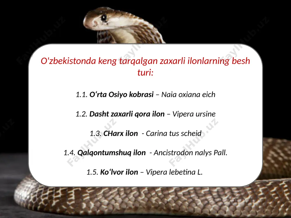 oladi. kobralar va bu oilaning boshqa vakillarining yuqori jag'ida ikkita zaharli tish bor, har ikki tomonda bittadan. bu tishlarning yivlari bor, lekin kobralarning aksariyatida ular yopiq va ichi bo'sh bo'lgan naychalarni hosil qiladi. zaharli bez atrofida mushak joylashgan. ilon tishlaganda, mushak bezni bosib, zaharni tishlarga siqib chiqaradi, bu esa tishlarning yivlari orqali qurbonning tanasiga kiradi. kobra zahari odatda ta'sir qiladi asab tizimi qurbonlar va ularni falaj qiladi. zahar nafas olish va yurak urishini boshqaradigan nerv markazlariga etib kelganida, jabrlanuvchi o'ladi. kobra zahri: ko‘lvor ilon ancha yirik bo‘ladi, yo‘g‘onligi odamning bilagidek keladi. tanasining uzunligi 160 sm cha, dumi esa 20 sm dan ortiq emas. eng og‘ir ko‘lvor ilonning massasi 3 kg cha keladi. usti och yoki to‘q kul rang, sarg‘ish yoki jigarrang tusli. naqshi xilma-xil cho‘qqi-qirrasi bo‘ylab yirikroq va gavdasining yon tomonlarida esa maydaroq dog‘lari bo‘ladi. qorni och rangli bo‘lib, ayrimlarida mayda nuqtalari bo‘ladi. o‘zbekistonda turkiston tog‘ oldilarida (xovos), nurota, zarafshon …