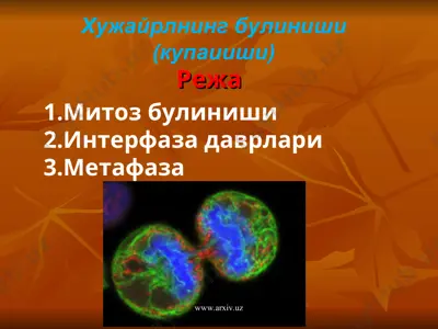 хужайранинг булиниши (купаииши) — PPT