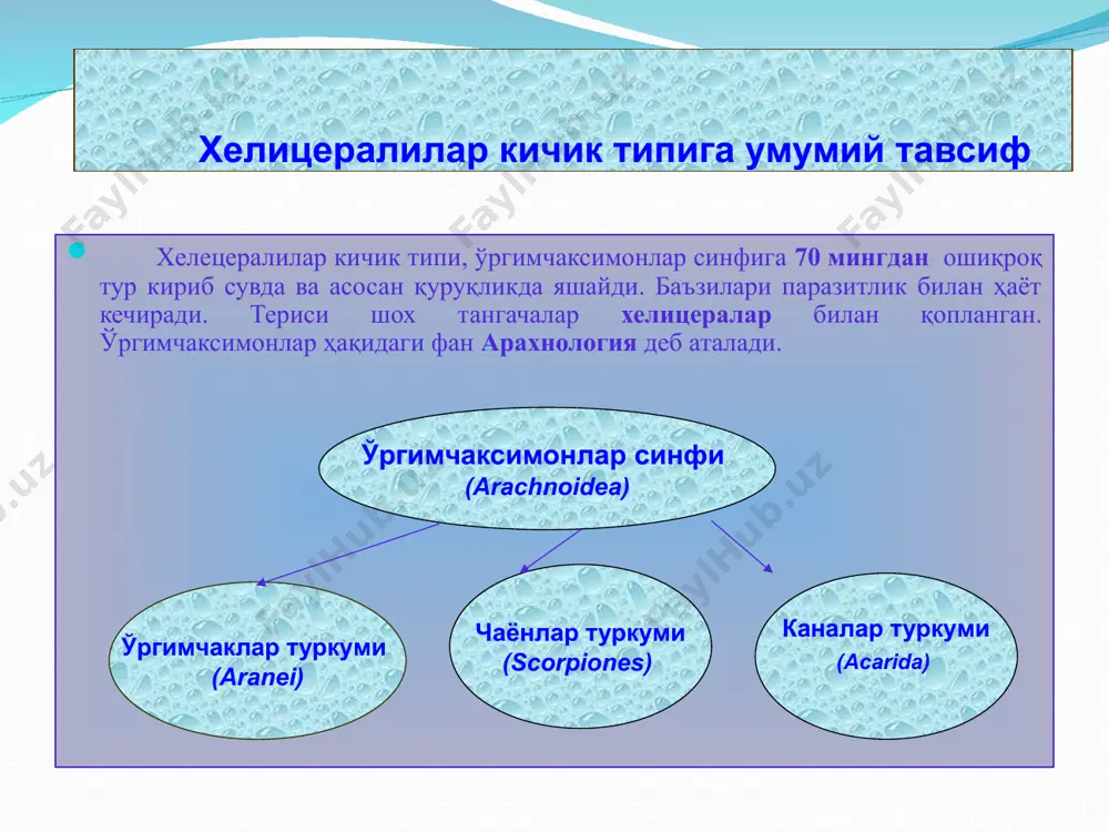 ўргимчаксимонлар (arachnoidea) cинфи - Page 2