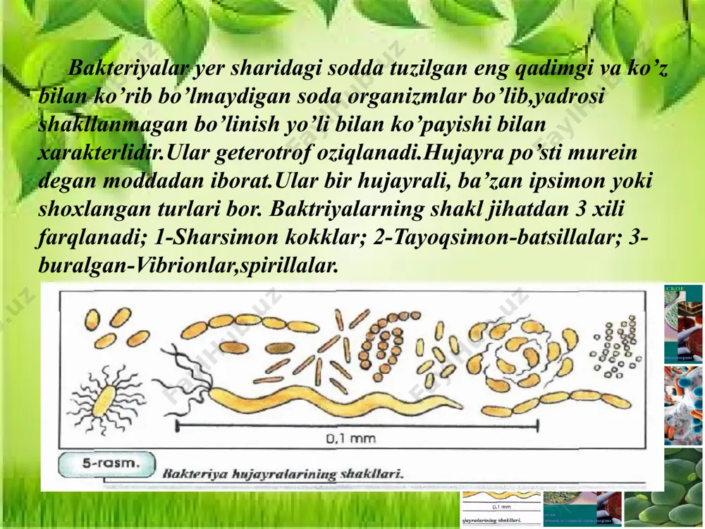 bakteriyalar dunyosi taqdimoti - Page 5