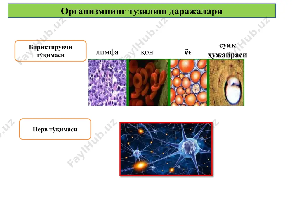 ўсади ва ривожланади, танасининг узунлиги 1,5 марта (24 см га етади), массаси эса 3 марта ортади ва боланинг вазни хаѐтининг 1-йили охирида тахминан 12 кг бўлади . юрак тўқимасининг гистологик табақалашуви ортади. нутқ-талаффуз аппарати ривожланади. эндокрин системанинг функцияси кучаяди. 3 ѐшда бўйнинг йиллик ўсиши 10 см га етади, 3 ѐшдан 7 ѐшгача эса секинлашиб, 6,5 см ни ташкил этади, сўнгра яна ҳам секинлашади. айни вақтда унинг ривожланиши ва такомиллашуви кузатилади, бу боланинг йўлга кириши, югуриши, ҳаракатларидан кўриниб туради. тишлари чиқа бошлайди. мия тўқимаси ўсади ва нерв системасининг функцияси такомиллашади. 7 ѐшга бориб бола юраги 4–5 баравар катталашади, бош миясининг вазни эса тахминан 1350 г бўлади. скелет жадал суяк ка айлана бошлайди ва таянч-ҳаракатланиш аппарати мустаҳкамланиб боради. болалар турли-туман мувофиқлашган ҳаракатлар қилишга лаѐқатли бўлади. марказий нерв системасининг функцияси такомиллашади, шартли тормозланиш ривожланади. акцелерация акселерация (лот accelerario – тезлашув) терминини 1935 йилда немис врачи эрнест вальтер кох таклиф қилган, у лотинчада тезлашув …