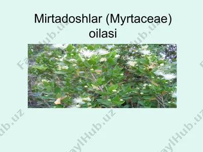 mirtadoshlar (myrtaceae) oilasi — PPTX