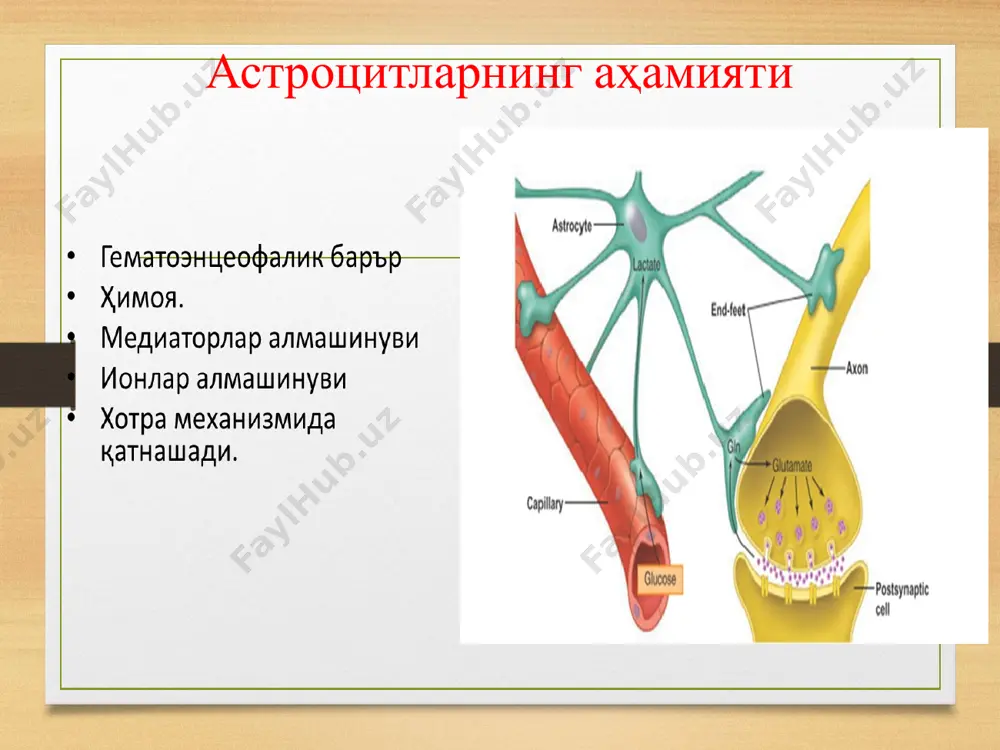 nejronlar va asabiy tizim - Page 4