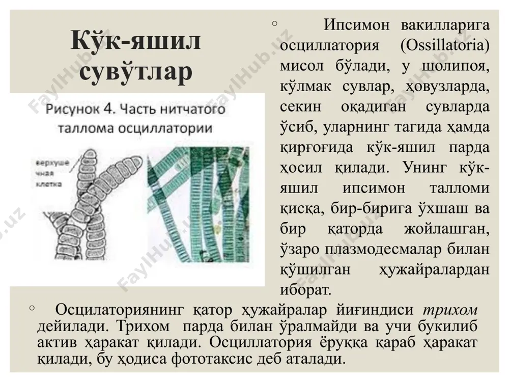 гетатив ва жинсий йўл билан кўпаяди. вегетатив кўпайиши спирогира ипининг бир неча бўлакка бўлиниши орқали содир бўлади. узилган ҳар бир бўлак ёш спирогира сифатида мустақил яшай бошлайди. харасимонлар (charophyceae) синфи харалар бошқа синф вакилларидан талломининг морфологик тузилиши жиҳатдан мураккаблиги, жинсий кўпайиш органларининг кўп ҳужайрали бўлиниши билан фарқ қилади. улар бир ва кўп йиллик ўсимликлар бўлиб, бўйи 10-15 см дан 90-100 см гача боради. хара ташқи кўриниши ва ички тузилишига кўра, кўп ҳужайрали яшил сувўтлардан бирмунча фарқ қилади. у ташқи кўринишига кўра, юксак ўсимликлардан қирқбўғимга ўхшайди. хара ариқ, ҳовуз, кўл, зовурларда ва шолипояларда учрайди. вакили: хара-chara бўйи 20-50 см узунликда бўлиб, талломи цилиндрик тузилган бош “поя” ва ён шохчаларга ажралади. бош “поя”дан чиққан шохчаларда ҳалқа бўлиб, цилиндрик чўзиқ “барг”лар ва жинсий органлар жойлашади. поясининг остки қисмидан рангсиз бир қанча майда ризоидлар чиқиб, улар воситасида таллом субстратга (тупроққа) мустаҳкамланади. жинсий кўпайиш оогамия йўли билан боради. хараларнинг оогоний ва антеридийлари кўп ҳужайрали бўлиб, …