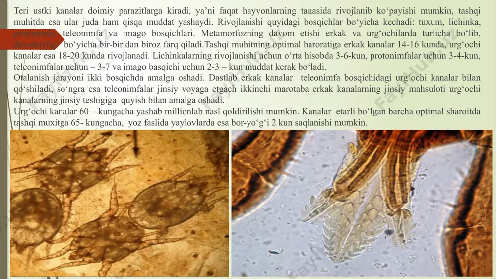 qo‘zg‘atilib, kasallik qichima belgilari bilan, terining yallig‘lanishi, junning to‘kilishi va progressiv oriqlanish bilan harakterlanadi. epizootologik ma’lumotlar. epizootologiyasi psoroptoznikiga o‘xshash. qichima kanalar otlarda, eshaklarda, xachirlarda parazitlik qiladi. qoramollarda va odamlarda ham vaqtinchalik uchrab turishi mumkin. patogenezi. qichima kanalari teri usti kanalariga nisbatan og‘ir kechuvchi kasallikni keltirib chiqaradi. ular terining subepidermal qatlamlarida gorizontal va ventral yo‘nalishlarda ko‘p sonli yo‘llarni hosil qiladi. terining zararlanishi oqibatida organizmning ko‘pchilik organ va sistemalarining funksiyasi buziladi (mns, res, yurak-tomir sistemasi va boshqalar). terining keng hajmdagi qismini qichima kanalar tomonidan jarohatlanishi oqibatida, hayvon tanasini qashilanishi natijasida qalinlashadi, junlari to‘kiladi va burmalanib qoladi. natijada terining nafas olish qobiliyati pasayadi, kislorod etishmovchiligi kuzatiladi, issiqlikni saqlanuvchanligi pasayadi. organizmning rezistentlik darajasini pasayishi oqibatida degenerativ jarayonlar sodir bo‘lib hayvon nobud bo‘ladi. klinik belgilari. zararlanishi 12-20 kunda terini qichishi va yallig‘lanishi kuzatiladi. ba’zan bu jarayon tezlik bilan rivojlanib (o‘tkir oqimi) 4-6 hafta ichida ko‘p joylari zararlanadi va hayvonlarda yaqqol ko‘zga tashlanuvchi intoksikatsiya sodir bo‘ladi. …