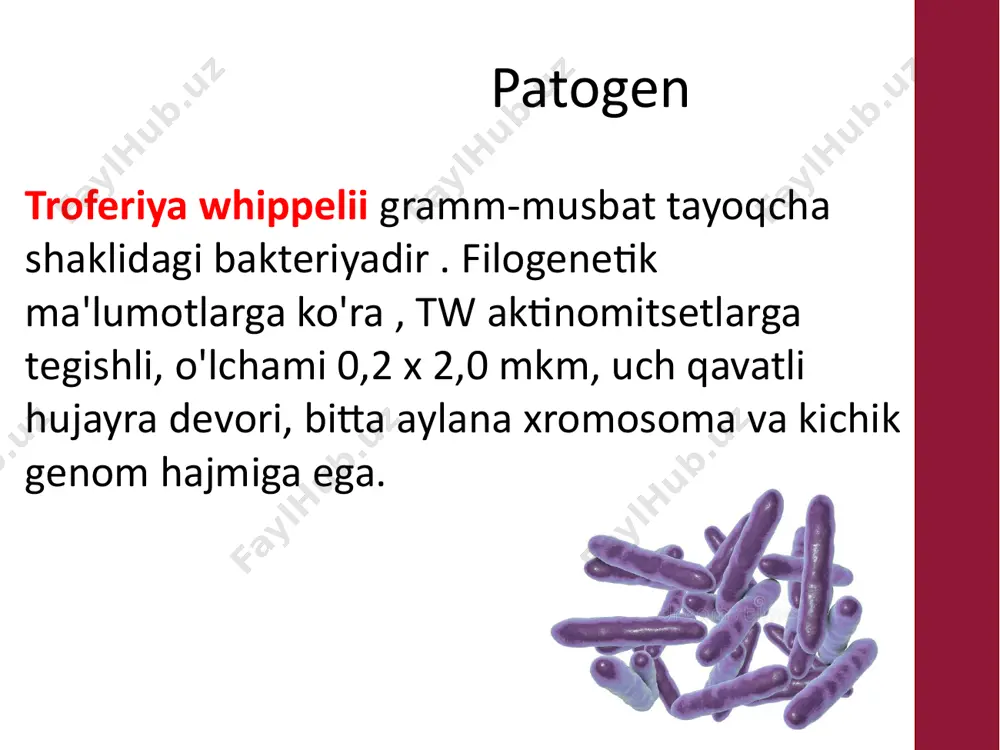 whipple kasalligi - Page 4