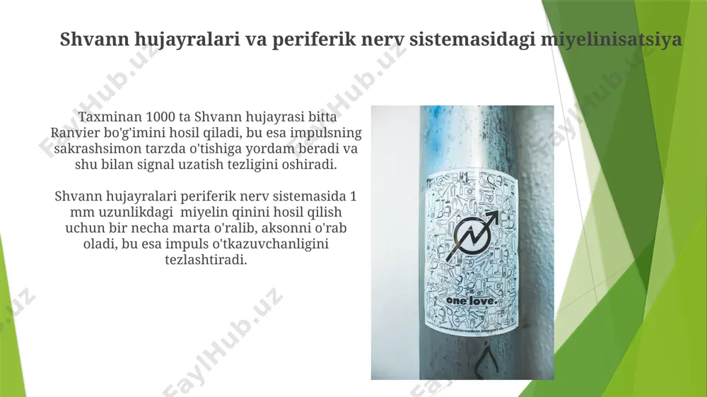 higa olib keladi, bu esa skleroz kasalligi kabi neyrodegenerativ kasalliklarning asosiy sabablaridan biri hisoblanadi va dunyo boʻylab 2,5 milliondan ortiq kishiga taʼsir qiladi, ularning aksariyati evropa mamlakatlarida yashaydi. glioblastomalar va boshqa glial o'smalar o'rta osiyo mintaqasida glial o'smalarning tarqalishi, jumladan, glioblastoma, genetik omillar, atrof-muhit ifloslanishi va quyosh radiatsiyasi kabi omillar bilan bog'liq bo'lishi mumkin, bu esa 5 yillik omon qolish stavkalarini pasaytiradi. glioblastoma, miya o'smalarining eng agressiv shakli bo'lib, jahon sog'liqni saqlash tashkiloti ma'lumotlariga ko'ra, yiliga taxminan 3 dan 5 gacha holat 100,000 kishidan to'g'ri keladi va tez o'sish va past omon qolish darajasi bilan ajralib turadi. gliya hujayralari va qon-miya to'sig'i qon-miya to'sig'ining buzilishi, masalan, miya yallig'lanishi yoki travma natijasida, glial hujayralarning faoliyatini o'zgartirib, 10 dan ortiq turdagi neyrodejenerativ kasalliklarning rivojlanishiga olib kelishi mumkin. bu jarayonlar asosan, aqsh va evropa mamlakatlarida o'rganiladi. oligodendrotsitlar va shvann hujayralari, miyelin qinini hosil qilib, aksonlar bo'ylab impulslar uzatilish tezligini oshiradi, bu esa qon-miya …