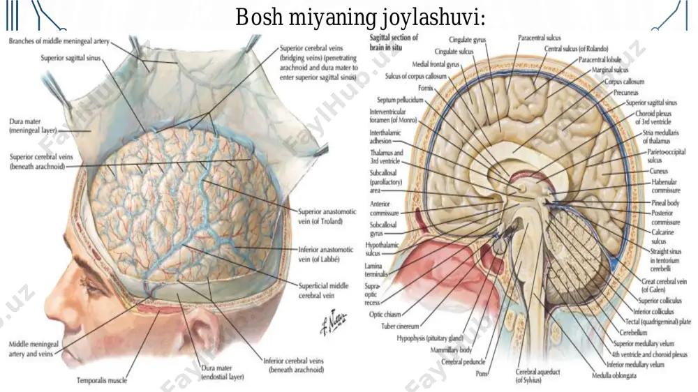ususiy apparat – segmentar apparat o’tkazuv apparati • evolutsion jihatdan yoshroq. bosh miya paydo bo’lganda rivojlangan • orqa va bosh miyani o’zaro bog’laydi • quyidagilar kiradi: - funiculus anterior - funiculus posterior - funiculus lateralis oq modda quyidagi tolalardan iborat: asotsiativ tolalar • segmentlarni bog’laydi • segmentar apparatga kiradi o’tkazuvchi tolalar • orqa va bosh miyani o’zaro bog’laydi • o’tkazuv apparatiga kiradi • turlari: - afferent – orqa miyadan bosh miyaga - efferent – bosh miyadan orqa miyaga • bir nechta afferent va efferent tolalar to’planib bir trakt ni hosil qiladi. • funiculus lar ana shunday traktlar yig’indisi hisoblanadi. • funiculus anterior – faqat efferent tolalardan( ) • funiculus posterior – faqat afferent tolalardan( ) • funiculus lateralis – har ikki traktlardan iborat ( ) o’tkazuvchi traktlar funiculus posterior • fasciculus gracilis • fasciculus cuneatus uzun kalta • fasciculus proprii posterior 1. fasciculus gracilis (goll tutami) 2. fasciculus cuneatus (burdax …