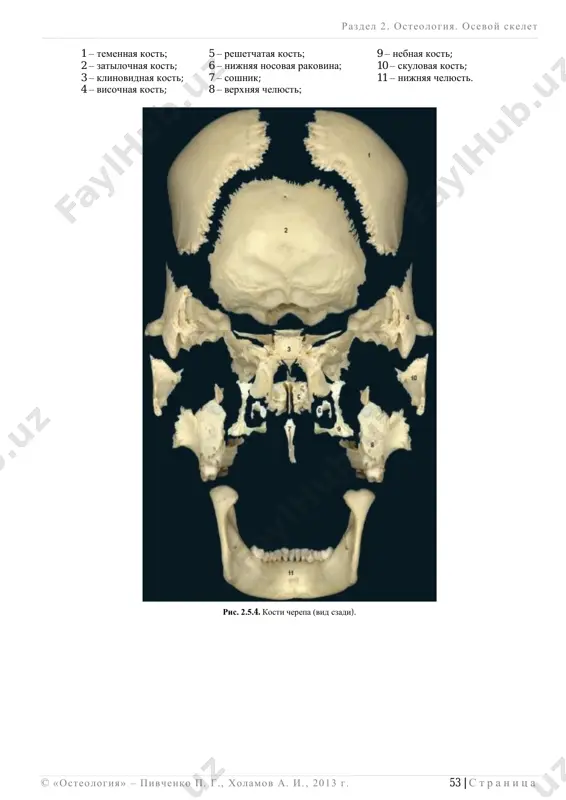 __________________________ © «osteologiya» – pivchenko p. g., xolamov a. i. , 2013 g . 57 | s t r a n i ts a embriogenez litsevogo cherepa – kosti litsevogo cherepa obrazuyutsya na osnove soedinitelnoy tkani iz mezenximi sleduyushix ob- lastey:  1-y vistseralnoy dugi (nijnyaya i verxnyaya chelyusti, nebnaya i skulovaya kosti, medialnaya pla- stinka krilovidnogo otrostka, molotochek i nakovalnya);  2-y vistseralnoy dugi (pod'yazichnaya kost, stremya);  obonyatelnoy kapsuli (sleznie i nosovie kosti, soshnik). ! v svoem razvitii vse kosti litsa, za isklyucheniem nijney nosovoy rakovini i pod'yazichnoy kosti, proxodyat 2 stadii okosteneniya: 1  pereponchatuyu, 2  kostnuyu. zameshenie xryashevoy i soedinitelnoy tkani kostnoy tkanyu (kostnaya stadiya cherepa) nachinaetsya primerno s kontsa vtorogo mesyatsa vnutriutrobnogo razvitiya. v xryashevix i pereponchatix zakladkax kostey mozgovogo i litsevogo cherepa poyavlyayutsya neskolko tochek okosteneniya, kotorie slivayutsya v otdelnie kosti tolko posle rojdeniya. etot protsess for- mirovaniya definitivnix (kak u vzroslix) kostey …