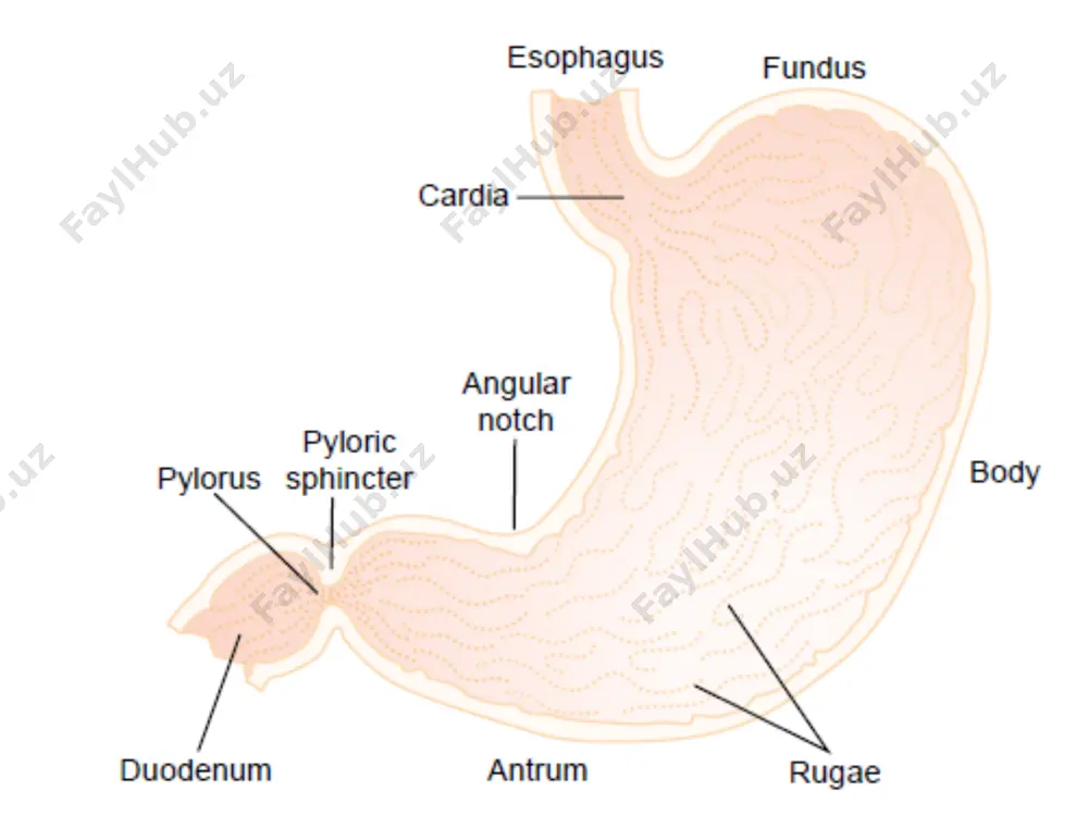 o: plasticity of the gastric muscle. law of laplace. this reflex is initiated by: conditioned reflexes mediated by the vagus nerve. unconditioned reflexes by distension of esophagus by the bolus of food or distension of the stomach. (mediated by vagus and local enteric reflex). b- gastric peristalsis: this occurs after food intake and is most marked in the distal half of the stomach. it is coordinated by the basic electric rhythm (ber) of the stomach. such waves result in either: 1- propulsive movement: this evacuates the gastric contents into the duodenum. 2- mixing movement: this brings the gastric contents back into the stomach. 3- grinding movement: the peristaltic contractions in the pyloric region may convert it into an isolated cavity in which the gastric contents are pressed upon. c-hunger contraction: these are strong contractions that occur in the body of stomach when it is empty for a long time. they …