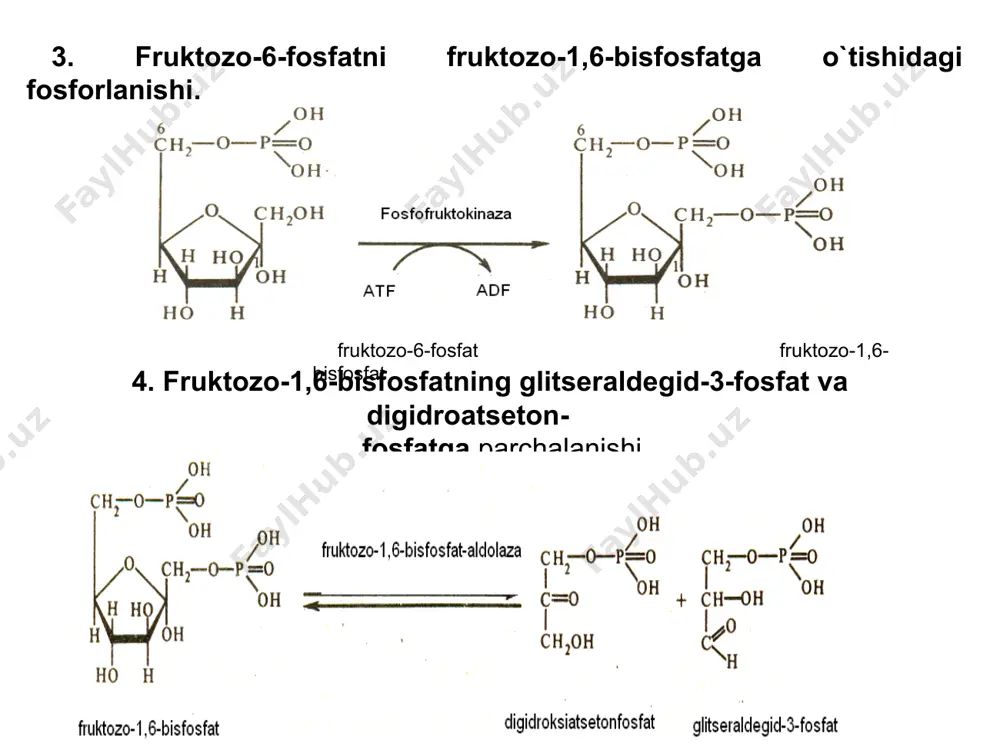 uglevodlar va glikoibiologiya ta'limi - Page 4