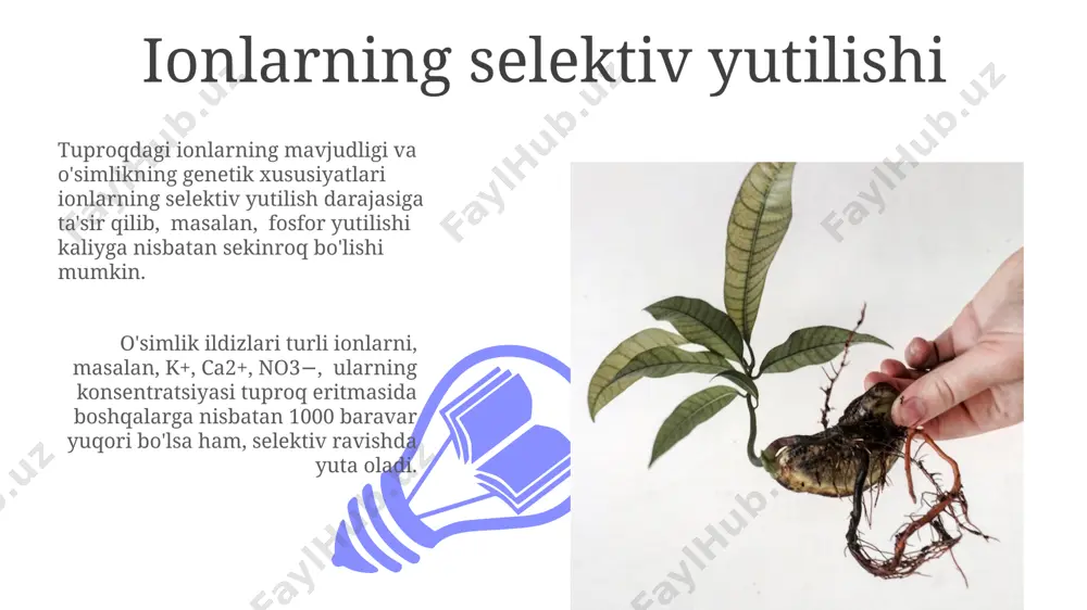 ineral moddalar o'zlashtirilishiga to'sqinlik qiladi. ildizlarning 30% gacha zararlanishi tuproqning zichligi, havo o'tkazuvchanligi va suv sig'imining pasayishiga olib kelishi mumkin, bu esa mineral oziqlanishni sezilarli darajada cheklaydi. oziq moddalar almashinuvi jarayonlari ildiz tizimi orqali suv va minerallarni o'zlashtirish jarayoni, passiv transport (diffuziya, osmoz) va faol transport (atp energiyasidan foydalanish) mexanizmlari orqali amalga oshiriladi, bu jarayonlarda 20 dan ortiq fermentlar ishtirok etadi. oziq moddalar almashinuvi jarayonlarida ildiz, tuproqdan 16 dan ortiq makro va mikroelementlarni, jumladan, azot (n), fosfor (p) va kaliy (k)ni o'zlashtirib, o'simlikning o'sishi va rivojlanishi uchun zarur bo'lgan organik birikmalarni hosil qiladi. suvning ildizga singishi илдизнинг ризодермасидаги 1 квадрат миллиметрга 100-500 та илдиз туклари мавжуд бўлиб, сув ва минерал моддаларнинг ютилишини сезиларли даражада оширади. сувнинг илдизга сингишида ионларнинг фаол таъсири катта бўлиб, 5-10% гача сувнинг пассив ҳаракатини таъминлайди, қолган қисми эса осмотик босим орқали содир бўлади. mineral ionlarning ildizga o'tishi 01 02 ildiz tukchalarining katta sirt maydoni tufayli, bir …