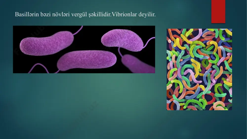 bakteri̇yalarin morfologi̇yasi - Page 5