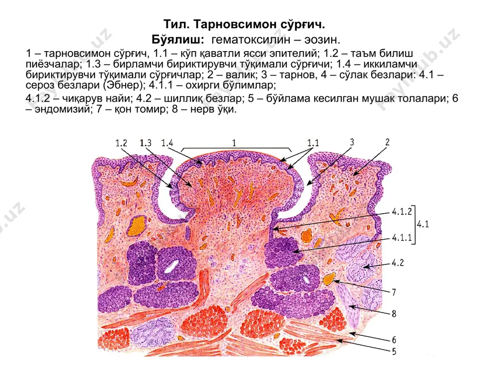 ҳазм системаси. оғиз бўшлиғи аъзолари - Page 4