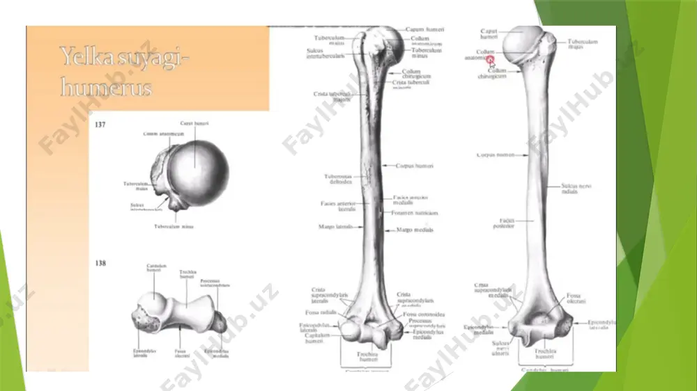oralig‘ida ko‘ndalang boylam –ligamentum palmare joylashgan. bo‘g‘im xaltasi keng bo‘lgani uchun harakat erkin bo‘ladi. ikki yon tomondagi, kaft suyagidan boshlanib barmoq suyagiga yopishgan lig. collaterale bo‘g‘imni mustahkamlab turadi. bo‘g‘im xaltasining kaft tomondagi qalinlashgan qismi ostida i, ii, iii, iv kaft suyaklarining boshchalari oralig‘idagi ko‘ndalang boylamlar – ligg. meracarpea transversa profundus suyaklarning boshchalarini ushlab turadi. articulationes interphalangea manus barmoq suyaklari (falanganlar) o‘rtasidagi bo‘g‘imlar – g‘altak shaklidagi bo‘g‘imlar guruhiga kiradi. bo‘g‘im ii, iii, iv, v barmoqlardagi birinchi va ikkinchi falangalarning pastki g‘altaksimon yuzalari bilan har uchala falangalarning ustki bo‘g‘im chuqurchalari o‘rtasida, bosh barmoqlar esa birinchi va ikkinchi falangalar o‘rtasida hosil bo‘ladi. bu bo‘g‘imlarning ham xaltasi keng bo‘lib, ular uchta boylam bilan mustahkamlanadi. boylamlarning ikkitasi (har qaysi bo‘g‘imda), ikki yon tomonda (yonlama boylamlar) – ligamenta collateralia bilan joylashgan bo‘lsa, uchinchi qo‘shimcha boylam esa, kaft tomonda bo‘ladi. barmoq bo‘g‘imlarida faqat ko‘ndalang o‘q atrofida harakat (bukilish va yozilish) sodir bo‘ladi. image1.jpeg image2.jpeg image3.jpeg