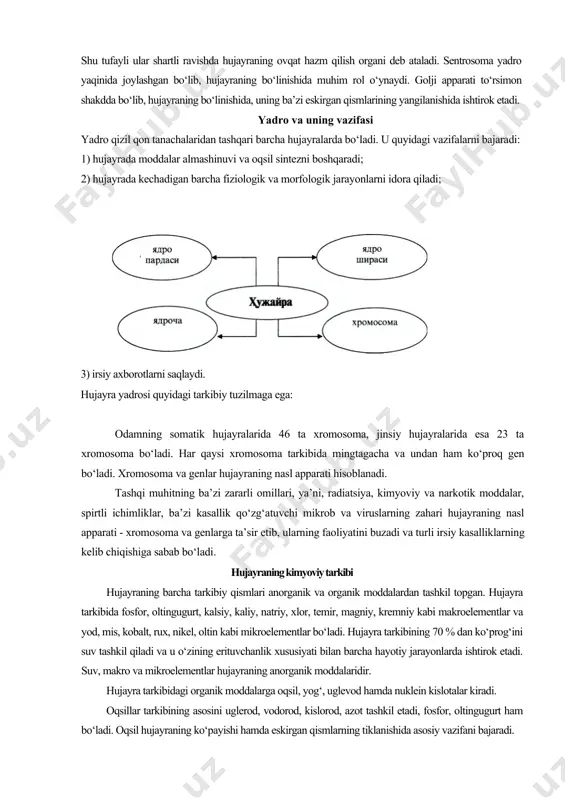 ologik jarayonlarni idora qiladi; 3) irsiy axborotlarni saqlaydi. hujayra yadrosi quyidagi tarkibiy tuzilmaga ega: odamning somatik hujayralarida 46 ta xromosoma, jinsiy hujayralarida esa 23 ta xromosoma bo‘ladi. har qaysi xromosoma tarkibida mingtagacha va undan ham ko‘proq gen bo‘ladi. xromosoma va genlar hujayraning nasl apparati hisoblanadi. tashqi muhitning ba’zi zararli omillari, ya’ni, radiatsiya, kimyoviy va narkotik moddalar, spirtli ichimliklar, ba’zi kasallik qo‘zg‘atuvchi mikrob va viruslarning zahari hujayraning nasl apparati - xromosoma va genlarga ta’sir etib, ularning faoliyatini buzadi va turli irsiy kasalliklarning kelib chiqishiga sabab bo‘ladi. hujayraning kimyoviy tarkibi hujayraning barcha tarkibiy qismlari anorganik va organik moddalardan tashkil topgan. hujayra tarkibida fosfor, oltingugurt, kalsiy, kaliy, natriy, xlor, temir, magniy, kremniy kabi makroelementlar va yod, mis, kobalt, rux, nikel, oltin kabi mikroelementlar bo‘ladi. hujayra tarkibining 70 % dan ko‘prog‘ini suv tashkil qiladi va u o‘zining erituvchanlik xususiyati bilan barcha hayotiy jarayonlarda ishtirok etadi. suv, makro va mikroelementlar hujayraning anorganik moddalaridir. hujayra tarkibidagi …