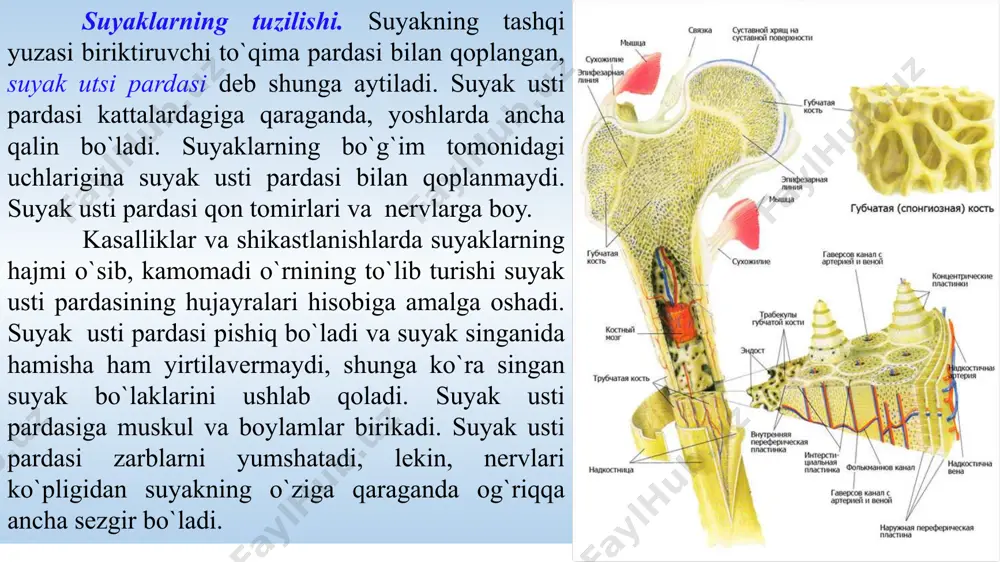 ing asosiy qismi hisoblanadi. u umurtqalararo elastik tog`ay disklari va boylamlari bilan o`zaro birikkan 33-34 ta umurtqadan tashkil topgan. asosiy yuk umurtqalarning yadrosiga tushadi, chunki u amartizatsiyalovchi vazifani bajaradi va hamon o`ziga xos bo`lgan qayishqoqlik hamda elastiklikni saqlab qolar ekan, umurtqalar tanasi ortiqcha dinamik nagruzkani zarar yetkazadigan ta'siridan himoyalangan bo`ladi. 5 ta bo`limdan: 7ta bo`yin, 12ta ko`krak, 5ta bel, 5ta dumg`aza, 4-5ta dum umurtqalaridan iborat. umurtqa pog`onasi o`sib rivojlangan sari, tog`ay to`qimalari suyak to`qimalari bilan almashinadi va bu asta-sekin boradigan jarayon hisoblanadi. bo`yin, ko`krak va bel tog`ay to`qimalari - 20 yoshga kelib, dumg`azani - 25 yoshda, dum suyaklarini - 30 yoshda suyaklanishi kuzatiladi. umurtqa pog`onasi bola hayotining birinchi yilida, shuningdek, 11 yoshdan - 14 yoshgacha ayniqsa jadal sur'atda o`sadi. umurtqa pog`onasining o`sishi taxminan 20 yoshda tugallanadi. umurtqa pog`onalari katta odamlar umurtqa pog`onasining 4 joyida fiziologik bukilmalar borligi ro`y-rost ko`rinib turadi: bo`yin lordozi, ko`krak kifozi, bel lordozi va dumg`aza-dum kifozi deb …