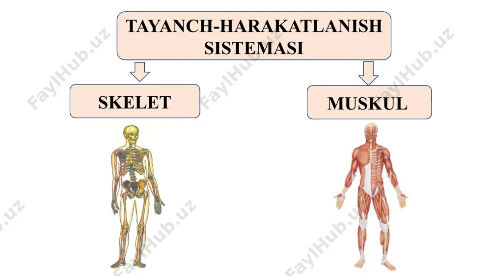 i qo'lning erkin suyaklarini umurtqa pog'onasining ko'krak bo'limi bilan tutashtirib turadi. oyoq skeleti son, tizza qopqog'i, katta va kichik boldir, tovon, kaft va barmoq suyaklaridan iborat. ikkita katta yassi chanoq suyaklari oyoq kamarini hosil qiladi suyaklarning birikishi. harakatchan yarim harakatchan harakatsiz harakatchan bo'g'imlar orqali birikish qo'l va oyoqning naysimon suyaklari uchun xos bo'ladi. suyaklarning harakatchan birikkan joylari bo'g'im deyiladi. bo'g'imlar orqali birikadigan suyaklardan birining uchi qavariq, ikkinchisining uchi botiq bo'ladi. suyaklarning birikish yuzasi silhq va yaltiroq tog'ay bilan qoplangan. bo'g'im bo'g'im xaltasi bilan o'ralgan. bo'g'im bo'shlig'i bo'g'im suyuqligi bilan to'lgan. tog'ay va bo'g'im suyuqligi suyaklarning bir-biriga ishqalanishini kamaytiradi. tizza bo'g'irniriing tuzilishi: 1 - son suyagi, 2 - bo'g'im xaltachasi, 3 - tizza qopqog’i, 4 - tog’ay, 5 - bo'g'im suyuqligi, 6 - katta boldir suyagi. yarim harakatchan birikishda - o'zaro birikadigan suyaklar orasida tog'ay qatlam bo'ladi. umurtqa pog’o-nasidagi umurtqalar o'zaro shu usulda biri-kadi. harakatsiz birikish choksiz va chokli bo'ladi. kalla …