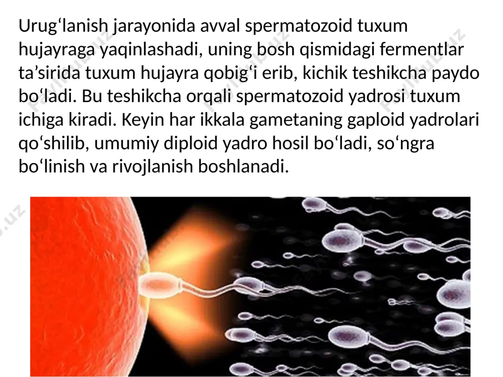 v qutbi esa maydalanmaydi. bu yo`l bilan baliqlar, qushlar va reptiliyalarning poliletsital tuxumlari maydalanadi morula nima? morula -zigotaning bo'linishi natijasida hosil bo'lgan to'pga o'xshash hujayralar massasi . morula odatda 16 - 32 hujayradan iborat. inson zigotasining birinchi bo'linishi urug'lanishdan taxminan 30 soat o'tgach, fallop naychasida sodir bo'ladi. ikkinchi va uchinchi bo'linish urug'lantirishdan taxminan 60 soat va 72 soatdan keyin sodir bo'ladi. parchalanish hujayralar sonini ko'paytiradi, lekin o'sishga olib kelmaydi. shunday qilib, morula hajmi zigota bilan bir xil bo'ladi. keyinchalik bo'linish natijasida morula markaziy joylashgan ichki hujayra massasi va atrofdagi qatlamga, tashqi hujayra massasiga aylanadi. embrion rivojlanish jarayonida ichki hujayra massasi embrion to'qimalarini hosil qiladi, tashqi hujayra massasi esa oxirgi paytlarda yo'ldoshga aylanadigan trofoblastni hosil qiladi. morula urug'lantirilgandan keyin 4-6 kun ichida bachadonga etib boradi. blastula nima? morula hosil bo'lgandan so'ng, morula markazidagi trofoblast hujayralari morula markaziga suyuqlik ajratib, blastocoel deb ataladigan bo'shliq hosil qiladi. endi embrion blastula deb nomlanuvchi ichi …