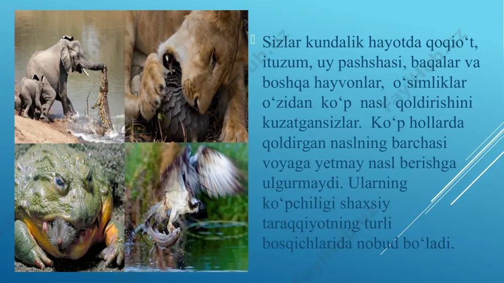 shga hasharotxo‘r qushlar, chunonchi, chug‘urchuq, chittak va boshqalar jalb qilinadi. chetdan changlanuvchi o‘simliklardan yuqori hosil olish uchun asalaridan foydalaniladi e’tiboringiz uchun raxmat image1.jpg image2.jpg image3.jpg image4.png image5.jpg image6.jpg image7.jpg image8.jpg image9.jpg image10.png image11.jpg /docprops/thumbnail.jpeg