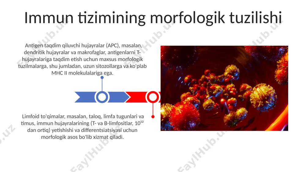 us) va ikkilamchi (taloq, limfa tugunlari va peyer plakalari) immun javobining rivojlanishiga turli xil hissa qo'shadi, ularning morfologiyasi immun hujayralarining o'zaro ta'siri uchun muhimdir. limfoid to'qimalarning roli fagotsitlarning morfologiyasi va faoliyati monotsitlar, katta oʻlchamdagi (12-20 mkm) fagotsitlar, yadrosi buyraksimon shaklga ega va boy sitoplazmaga ega boʻlib, infektsiyaga qarshi himoya mexanizmlarida muhim rol oʻynaydi, antigen taqdimotchi hujayralar sifatida ham faoliyat koʻrsatadi. makrofaglar, toʻqimalarda joylashgan katta (20-80 mkm) fagotsitlar boʻlib, ular antigenlarni fagotsitoz qilishdan tashqari, sitokinlarni ishlab chiqarish orqali yalligʻlanish jarayonlarini boshqaradilar va t-hujayralar bilan oʻzaro ta'sirlashadilar. e'tiboringiz uchun rahmat @taqdimot_robot image4.jpg image5.jpg image6.jpg image7.jpg image8.jpg image9.jpg image10.jpg image11.jpg image12.jpg image13.jpg image1.jpeg image2.jpeg