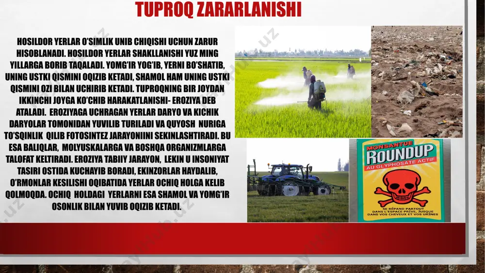 ardan noto’g’ri foydalanish tufayli kelib chiqadi. pestitsidlar barqaror moddalar hisoblanib, tuproqda ko’proq to’planadi va tuproq organizmlarni nobud bo’lishiga olib keladi. tuproqda pestitsidlarning to’planishi va organizmlarning nobud bo’lishi, tuproq hosil bo’lish jarayoniga va unumdorlikning pasayishiga sabab bo’ladi. tuproq ifloslanishi qishloq xo’jalik ekinlariga meyyoridan ortiq mineral o’g’itlar berilishi ham sabab bo’ladi. bunda tuproqning holati e’tiborga olinishi lozim. kimyoviy preparatlarning samaradorligi past koeffitsiyentga egaligi tufayli 30 % dan ortiq fosfor-kaliyli va 50 % dan ortiq azotli o‘g‘itlar o‘simliklar tomonidan o‘zlashtirilmay, tuproqdan yuvilib ketadi, bu esa, o‘z navbatida, yuza va yer osti suvlarini tuz, zaharli ximikatlar, og‘ir metallar va boshqa xavfli moddalar bilan zararlaydi. tuproqning sho’rlashishi o’simlikni normal o’sishi va rivojlanishiga qiluvchi, tuproqning yuza qatlamida natriy, kaltsiy, magniy, tuzlarining to’planishi sho’rlanish deyiladi. sho’rlanish misr, iroq, hindiston, tojikiston, markaziy osiyo va boshqa qurg’oqchil rayonlarida keng tarqalgan. har yili yer shari bo’yicha tuproqni sho’rlanishi natijasida 200-300000 ga sug’oriladigan erlar ishdan chiqadi. o’zbekiston bo’yicha tuproqning sho’rlanish darajasi …