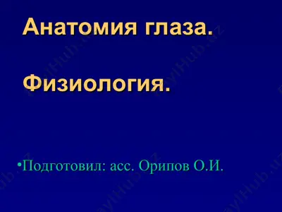 анатомия глаза — PPT