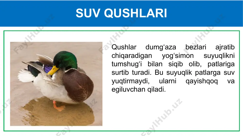 suv havzasi va sohil qushlari - Page 4