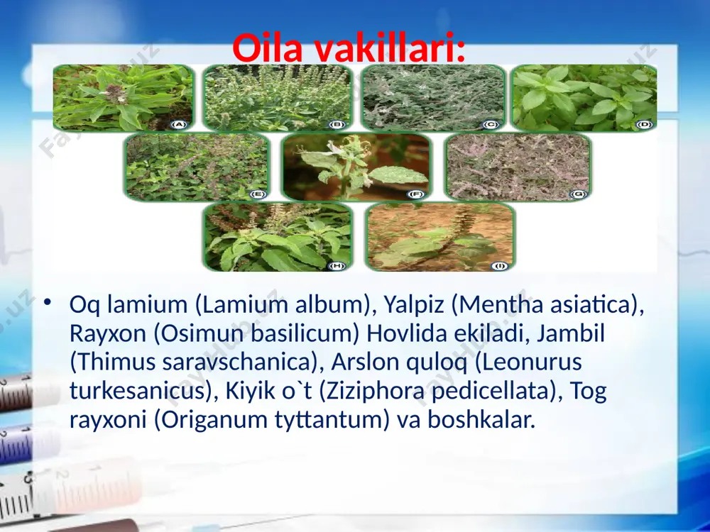 yalpiznamolar qabilasi - lamiales - Page 5