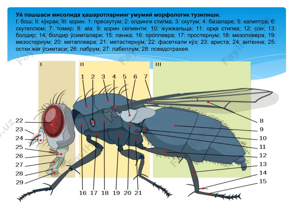 hi. v- ko'ndalang kesmasi. 1-elka, 2- yon tomoni (pleyriti), 3- to'shcha, 4- tozcha old bo'g'imi, 5- tozcha, 6- son, 7- boldir, 8- panja, 9- aksillyar skleritlar, 10- qanot, 11- pleyrit ustuncha, 12- pleyrit tojlar, 13- furka. hasharotlar oyoqlarining tiplari va tuzilishi. tiplari: 1. yuguruvchi. 2. sakrovchi. 3. qazuvchi. 4. suzuvchi. 5. qamrovchi (tutuvchi). 6. yig'uvchi. tuzilishi: a). tozcha, b). o'ynagich, c). son, d). boldir, e). panja. qanotning tomirlanishi: c – kostal tomir, sc – subkostal tomir, r – radial tomir, m – medial tomir, cu – kubital tomir, an – anal tomir, ju – yugal tomir. qanotning tomirlanishi: kostal (costa, c); subkostal (subcosta, sc); radial (radius, r), (radii sector, rs); o'rta (media, m), oldingi (ma) va orqa (mp); kubital (cubitus, cu), oldingi (cua) va orqa (cup); anal (analis, a). qanotning tomirlanishi (cryptochetidae) hasharotlarning qorin tiplari (i) va uning o'simtalari (ii):a-botiq, b-keng bandli, v-osiluvchan, g-uzun poyachali. ii. a-suvarak va b-temirqanot, erkak …
