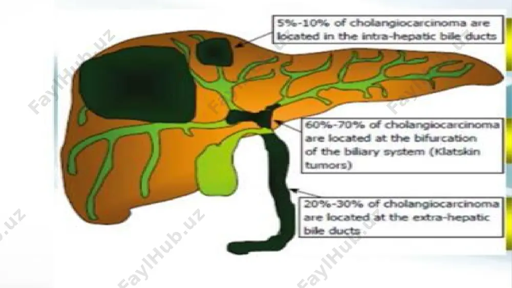independent work: physiology of bile ducts, gallbladder and biliary diseases - Page 5