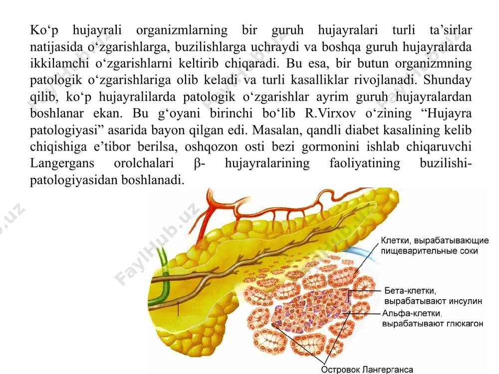 masalan, tirik normal hujayralar muhitda erigan bo‘yoqlar bilan bo‘yaladi. bunday tirik bo‘yash dastlab hujayraga bo‘yoqni kirishiga, keyin esa ularni donachalar holida yig‘ilishiga olib keladi. bu jarayon sitoplazmada yuz beradi, yadro esa bo‘yalmagan holda qoladi. agar hujayra turli ta’sirlar natijasida buzilsa, donachalar hosil bo‘lmaydi, sitoplazma va yadro bir xil diffuz holida bo‘yaladi. yadro strukturalarining ko‘proq o‘zgarishlari xromatinning kondensatsiyasi bo‘lib, u yadrodagi sintetik jarayonlarni susayishida ko‘rinadi. hujayra o‘limida xromatin koagulyatsiyaga uchraydi, yadro ichida dag‘al strukturalar to‘planadi (piknoz), bu ko‘proq yadroning umumiy qisilishi (kariopiknoz) yoki erishi (kariolizis) bilan tugaydi. . necrosis with piknosis of the nuclei in the group 3 ribosomal rnk sintezi to‘xtaganda yadrocha bujmayadi, donachalarni yo‘qotadi, parchalanadi yoki unda bo‘shliqlar paydo bo‘ladi. ribosomalar yetilishi to‘xtatilganda yadrocha yiriklashadi, ammo yetilgan ribosomalarni tutmaydi. yadro qobig‘ida ko‘proq uchraydigan o‘zgarishlar perinuklear bo‘shliqning kengayishi, yadro qobig‘ining konturini buzilishida ko‘rinadi, bu yadro piknozi bilan birga sodir bo‘ladi. buzilishning dastlabki bosqichlarida hujayra o‘simtalari va mikrovorsinkalarning yo‘qolishi kuzatiladi. keyinroq …