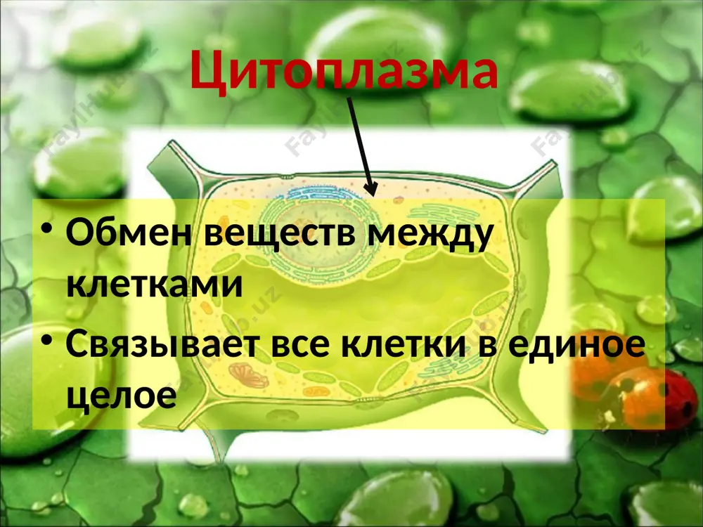 особенности растительной клетки - Page 5