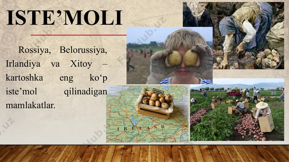 aynida saqlanadi dastlabki ishlov beriladi va qayta ishlanadi. kartoshka tuganagi tegishli joylarda saqlanayotganida ham undagi fiziologik-biokimyoviy jarayonlar uzluksiz davom etadi. ` kartoshka tuganaklarini saqlashda va qayta ishlashda tarkibining o‘zgarishi kartoshka tuganaklari saqlanayotganda fiziologik va biokimyoviy jarayonlarini to‘xtatish uchun omborxonalarni sovutish va fiziologik va biokimyoviy jarayonlarini to‘xtatadigan kimyoviy vositalar eritmalarini qo‘llash usullaridan foydalaniladi. kartoshka tuganaklarini saqlash jarayonida tarkibida kraxmal va boshqa oziq-ovqatlik qiymati bilan bog‘liq bo‘lgan moddalarni saqlab qolish uchun birinchi galda omborxonalar harorati boshqariladi. kartoshka tuganaklari kartoshka saqlanadigan joylarga joylashtirilgan dastlabki harorat 8-10 gradus bo‘lib harorat sekinlik bilan kamaytirilib boriladi. chunki, kartoshka tuganaklarida moddalar almashinuvi davom etayotgan bo‘lib ushbu jarayonni asta-sekinlik bilan bir tekis pasaytirilishi to‘g‘ri ta’minlanganidagina kartoshka tuganaklari uzoq muddatlariga sifatini saqlagani holda saqlanadi. kartoshka tuganaklarini saqlashda va qayta ishlashda tarkibining o‘zgarishi biroq omborxona namligi doim 80-85 % bo‘lishi ta’minlanib harorat salqin kunlarda 3-4 gradusgacha, qishda esa 1-3 gradusgacha pasaytirilishi kerak. lekin kartoshka tuganaklari saqlanayotgan xonada doim havo almashinib …