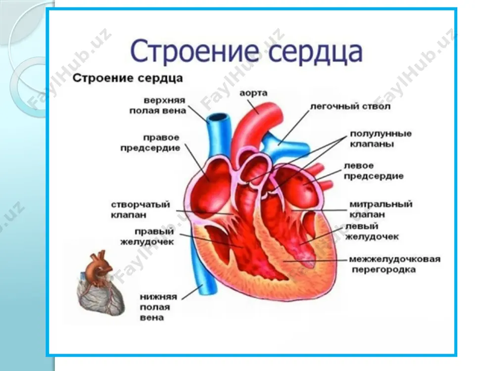 кожи, а в подкожной клетчатке - около 0,5 % её сухого веса. в состав кожи также входят микроэлементы: натрий, калий, кальций и другие. натрий содержится главным образом в межклеточной среде, а калий - в основном в протоплазме клеток. фосфор находится в коже преимущественно в виде органических соединений - фосфолипидов, нуклеопротеидов и др. сера входит в состав аминокислот, которые участвуют в образовании кератина, и содержится преимущественно в роговом слое кожи, ногтях и волосах. железо содержится в митохондриях и других органеллах клеток, где оно входит в состав окислительных ферментов, необходимых для клеточного дыхания. многие микроэлементы содержатся в коже в очень малой концентрации. для нормального состояния кожи большое значение имеет наличие меди, цинка, мышьяка, кобальта и некоторых других микроэлементов, входящих в состав ферментов и витаминов. так, например, цинк участвует в процессе возбуждения клетки, а малые дозы мышьяка стимулируют рост эпидермиса и волос. лексическая работа 1. покров тела – tana qoplami; 2. наружный слой …