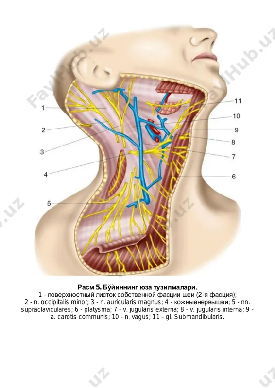 . hypoglossus; 17 - a. lingualis; 18 - n. vagus; 19 - radix superior ansae cervicalis; 20 - a. thyroidea superior; 21 - a. carotis communis; 22 - ganglion cervicale inferior tr. sympathici.