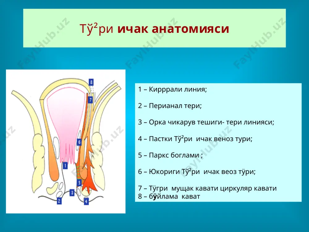 тўри ичак касалликлари - Page 3