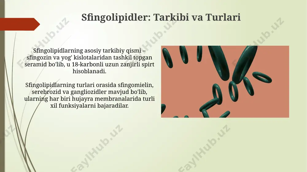 mulsifikatsiya jarayonida muhim rol o'ynaydi. glikolipidlerning xossalari va funksiyalari sfingomielin kabi glikolipidlarning bir turi, asab to'qimalarida miyelinning asosiy tarkibiy qismi bo'lib, nerv impulslarining tezroq o'tishiga yordam beradi. gangliozidlardan tashkil topgan murakkab glikolipidlar, miyada yuqori konsentratsiyada uchraydi va neyronlararo aloqa va nerv impulslarining uzatilishi jarayonlarida ishtirok etadi. lipidlerning klinik ahamiyati lipidlar almashinuvi buzilishlarini aniqlash uchun biokimyoviy tekshiruvlar, jumladan, umumiy xolesterin, ldl, hdl va trigliseridlar darajasini aniqlash, diagnostika va davolashda muhim ahamiyatga ega. qon plazmasidagi xolesterin va trigliseridlar darajasining o'zgarishi, yurak-qon tomir kasalliklari xavfini 1,5-2 barobar oshirib, infarkt va insult xavfini 5-10% ga ko'paytiradi. triglitseridlarning turlari triglitseridlarning to'yinmagan yog' kislotalari miqdori bo'yicha uchta asosiy turi mavjud: to'yingan, to'yinmagan va ko'p to'yinmagan, ularning har biri turli xil fizikaviy xususiyatlarga va organizmda turlicha metabolizmga ega. hayvon yog'larida asosan to'yingan yog' kislotalari, masalan, palmitik va stearik kislotalar ustunlik qiladi, ularning miqdori umumiy yog' kislotalarining 60% dan ortig'ini tashkil qilishi mumkin. fosfolipidler: tarkibi va turlari fosfolipidlarning …