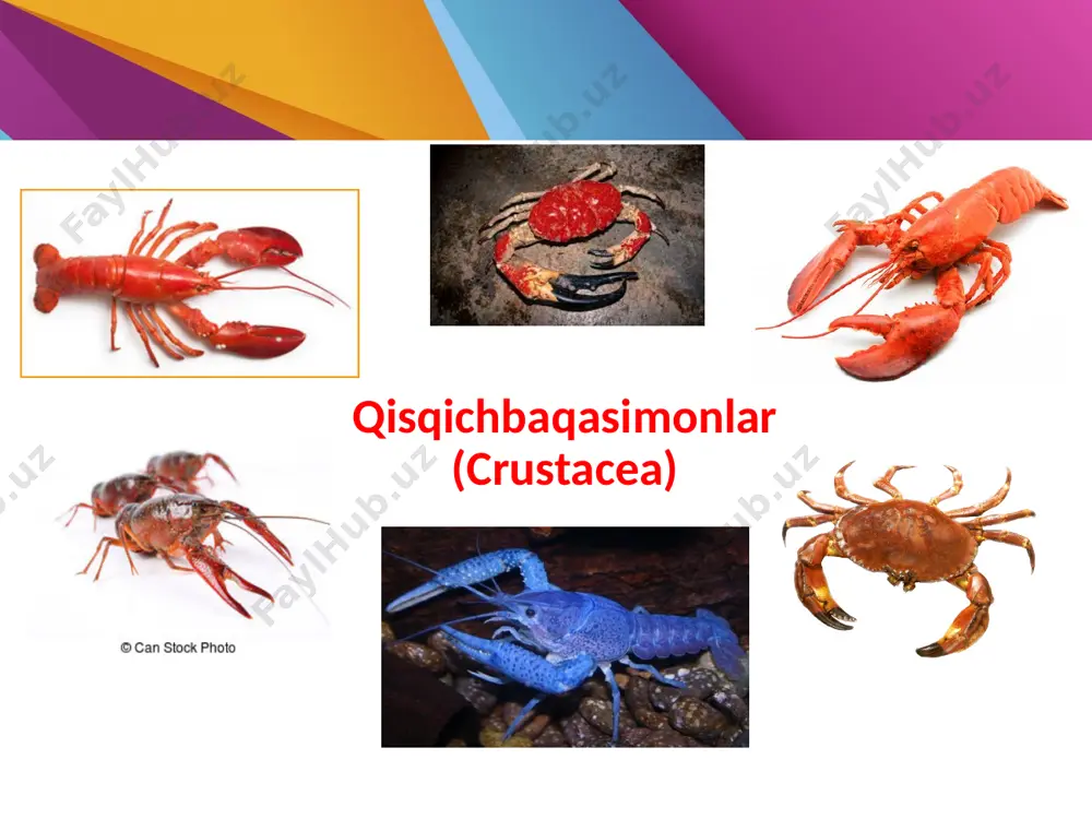 vakillari yer yuzining ichki suv havzalarida tarqalgan bo’lib, asosan chuchuk suvlarda uchraydi. bular relikt qisqichbaqasimonlar bo’lib, ular vaqtinchalik suv havzalarida (baliqlar bo’lmagan) yashaydi. ularni vaqtinchalik suv havzalarida chuchuk(sho’rlangan ) ko’l va hovuzlarda 200 dan ortiq turi qayd qilingan. tana uzunligi 10 sm gacha boradi. gavdasi tuzilishi krevetkalarga o’xshab ketib 27 ta segmentdan tuzilgan. bargoyoqli qisqichbaqasimonlar (phyllopoda) - bargoyoqlilar yoki fillopodalarga bugungi kunda yer yuziga tarqalgan 800 dan ortiq chuchuk suv qisqichbaqasimonlari kiradi. metodik jihatdan ularni 2 guruhga ajrayish oson, yani “mayday ” va “yirik” fillopodalar. kattalari 20 mm dan 10 sm gacha boradi. ular vaqtinchalik suv suv havzalarini relikt, efimer hayvonlari bo’lib baliqlar bo’lmagan muhitda yashaydi. ularning doimiy bo’lmagan suv havzalarida yashab kelishi o’ziga xos hayotiy adaptatsiyalarni hosil qilgan. jumladan barg oyoqlilarning rivojlanish sikli suv havzalarining qurishi bilan tuxum hosil qilishi bilan to’xtaydi va kelgusi qulay sharoit hosil bo’lganda tuxumdan lichinka rivojlanadi. yuksak qisqichbaqasimonlar (malacostraca) sinfi. yuksak qisqichbaqasimonlar malacostraca bu …