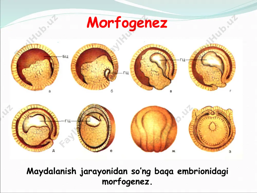 itda yashashidan paydo bo’ladi; bir xil vazifani bajaradi, tuzilishi bilan, joylashuvi va rivojlanishi bilan farq qiladi. yumronqoziq va ayiqning analogik organlari (oyoqlari) аnalogik organlar bosh oyoqli molyuskalar va sut emizuvchilarning ko’zi аnalogik organlar organlar tuzilishi ular bajaradigan funksiyasiga mos keladi organlar evolutsiyasining mohiyatlari -differentsiya -integratsiya -funksiyalarining kengayishi va almashinuvi -акtivlanish -intensifikatsiya -оligomerlanish filigenezda biologik strukturalarning paydo bo’lishi va yuqolishi hordalilarda teri qoplami evolutsiyasi qo’yidagicha boradi: bir hujayrali epiteliydan ko’p hujayraliga o’tishi; teri qoplamlaridan dermaning rivojlanishi. bezlarning rivojlanishi; epidermis hosilalarining hosil bo’lishi. umurtqalilar teri qoplami. в б rivojlanish nuqsonlari terining yuqori darajada muguzlashuvi. gemangiomalar – tomirlar o’smalari. kapillarlarning kengayishi. antropogenez jarayonidayoq skeletdagi o’zgarishlarga qo’yidagilar kiradi: tik yurish natijasida umurtqada egilishlarning paydo bo’lishi. ko’krak qafasining shaklini o’zgarishi, uning dorsoventral yo’nalishda yassilashishi va lateral yo’nalishda kengayishi. miya qutisi evolutsiyasining asosiy yo’nalishlari. quruqlik umurtqalilarining eshitish suyaklari va nafas togaylarining rivijlanishi. jag’larning shakllanishi. tishlarining ixtisoslashishi. bosh miya qutisining miya qismini rivojlanishi. antropogenez jarayonida miya qutisida …