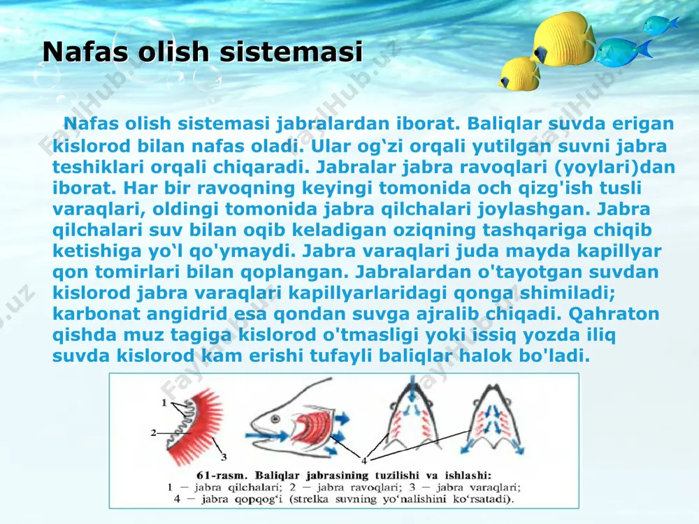 baliqlarning ichki tuzilishi taqdimoti - Page 5