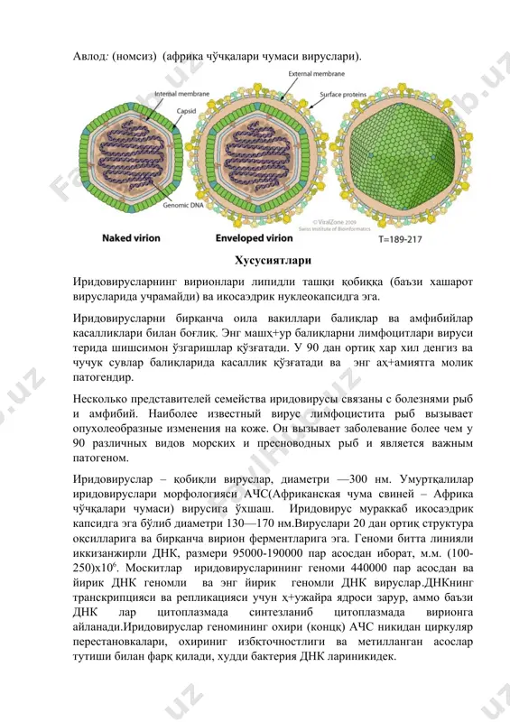 цияиснинг биринчи даври ядрода ўтаиши иккинчиси – цитоплазмада вирус геномидан 10 ва ундан ортиқ конкатемерлар ҳ+осил қилишидир.асфаровируслар каби умурталилар иридовируслари вирионлари зарарланган ҳ+ужайра цитоплазмасида йирик паракристал структуралар ҳ+осил қилади. бу оила вируслари вирусларига ҳ+ар хил ва жуда кенг табиий хўжайинларга эгалиги характерлидир (олий приматлардан тортиб то замбуруғларгача). одамларда вирус касаллик қўзғатиши аниқланмаган. не кодирует рнк полимеразу, а использует клеточную рнк полимеразу ii, которая модифицируется структурными белками для преимущественного синтеза вирусной мрнк. другое отличие заключается в том, что первая стадия репликации днк иридовирусов происходит в ядре, а вторая - в цитоплазме с образованием конкатемеров в 10 и более превышающих размер вирусного генома. иридовирусы позвоночных, также как асфаровирусы, образуют крупные параклисталлические структуры вирионов в цитоплазме инфицированных клето. для вирусов этого семейства характерно исключительное разнообразие и широкий круг естественных хозяев (от высших приматов до грибов).одамларда вирус касаллик қўзғатиши аниқланмаган. иридовируслар қўзғатувчи касалликлар ranaviral disease. амфибийларда иридовирус касаликлари ranavirus авлодига бирлаштирилади.баъзи иридовируслар фақат амфибийларнигина …