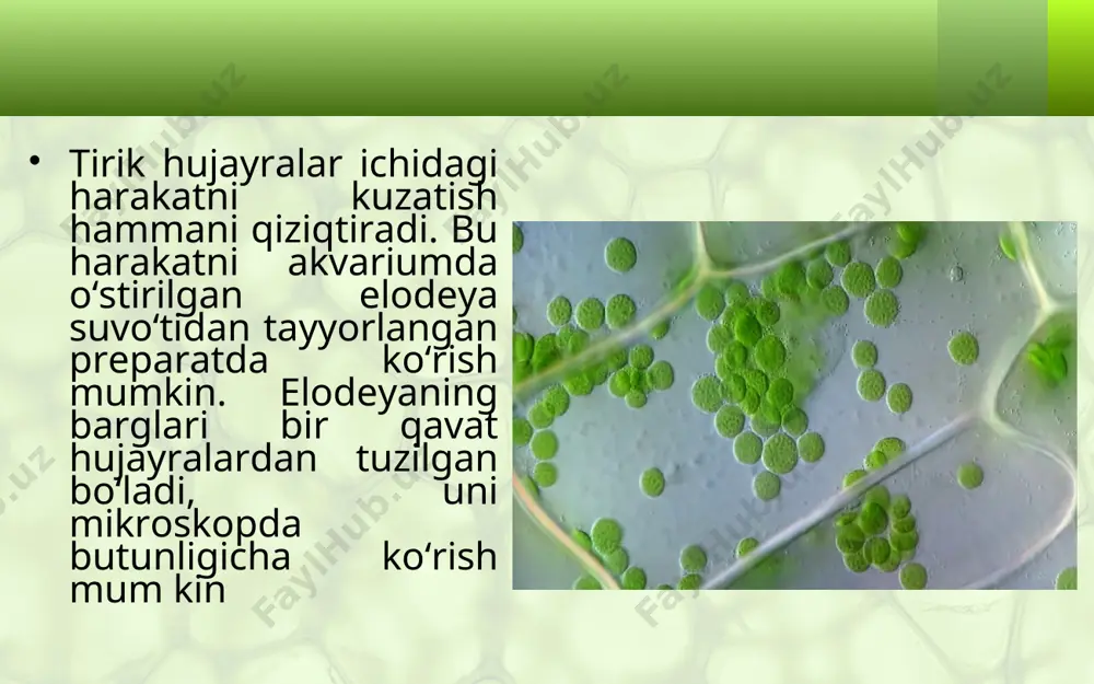xususiyatlaridan biridir. hujayralarning o‘sishi va bo‘linishi. hujayralarga xos muhim biologik xususiyatlardan biri ularning o‘sishi va bo‘linishi dir. hujayralarning o‘sishini mikroskopda kuzatish ancha murakkab bo‘lsa-da, lekin ku zatish mumkin. tabiiyki, yosh hujayralar ancha kichik bo‘lib, o‘sgan sari kattalasha boradi (23-rasm). shuni aytish kerakki, har bir hujayra ma’lum o‘lchamgacha o‘sadi. o‘sish jarayonida o‘siml iklarning ayrim hujayralari shaklini o‘zgartirmagani hol da, ko‘pchilik hujayralar shak lini ma’lum darajada o‘zgartiradi. hujayralarning qobig‘i yoshiga qarab qalinl ashadi. qari huj ayralarda vak uol sitoplazmaga qaraganda ko‘proq joy egallayd i. bu belgi yosh va qari hujayr alarni ajr atish imkonini be radi. vaqt o‘tishi bilan qari hujayralarda sitoplazma va mag‘iz butunl ay yo‘qolib, ularning o‘rnini suv yoki hav o egallaydi, natijada ular nobud bo‘ladi. siz endigina urug‘dan unib chiqqan niholning vaqt o‘tishi bilan o‘sib kattalashib, turli o‘lc ham va shakldagi barg, poya, kurtak, gul, meva hosil qil ishini yaxshi bilasiz. salobatli yong‘oq, chinor, terak va boshqa daraxtl arning …